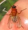 Thricops diaphanus